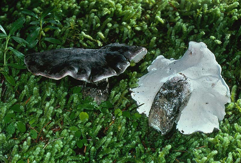 Boletopsis subsquamosa